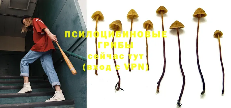 продажа наркотиков  Болотное  Галлюциногенные грибы MAGIC MUSHROOMS 